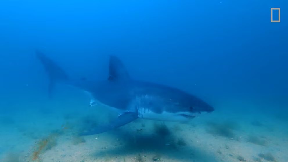 WATCH:  Nat Geo catches rare great white shark moment on camera