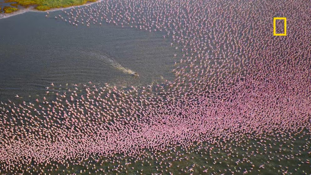 WATCH:  Nat Geo's 'Africa: Earth's Wild Home' showcases wildlife like never before