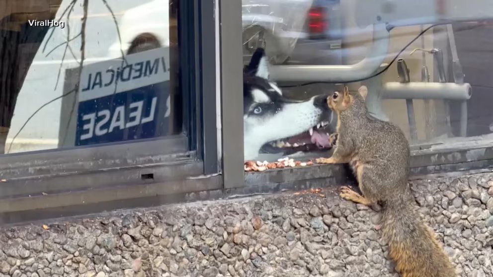 WATCH: Dog watches squirrel enjoy snack