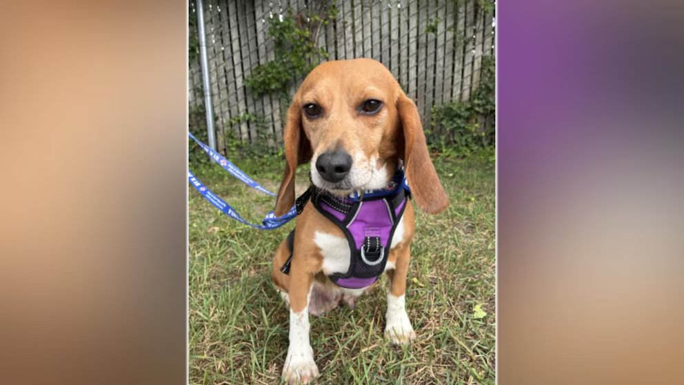 WATCH:  Finding new homes for rescued beagles