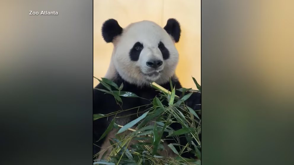 WATCH:  Panda-monium at the Zoo Atlanta