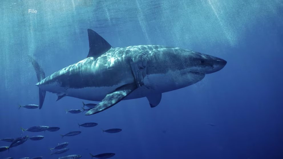 WATCH:  Aggressive great white shark seen off Southern California coast
