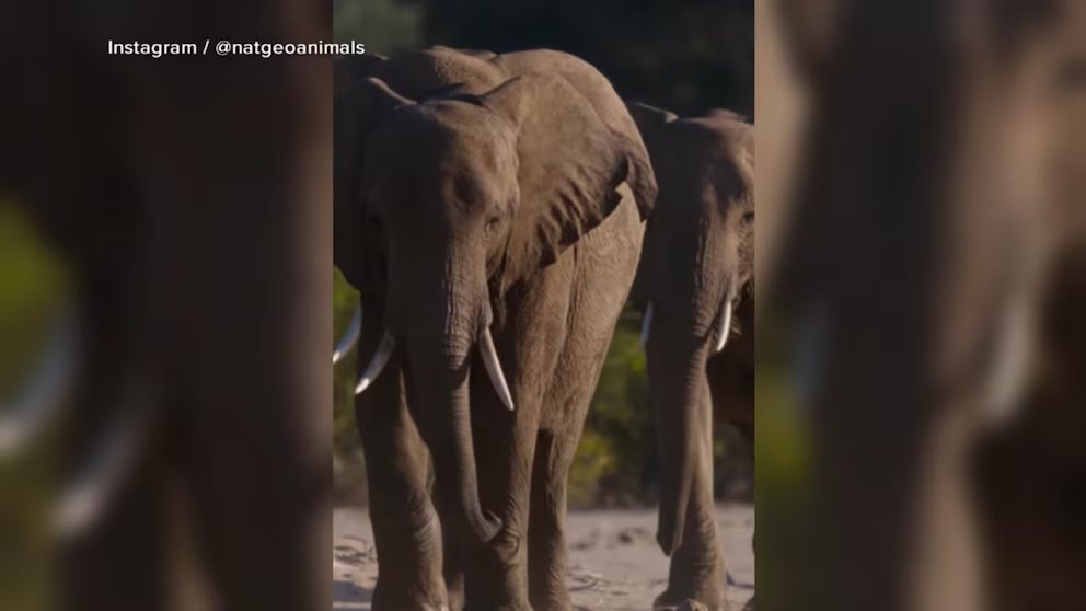 WATCH: Nat Geo's 'Moment on the Earth' spotlights the wonders of elephants