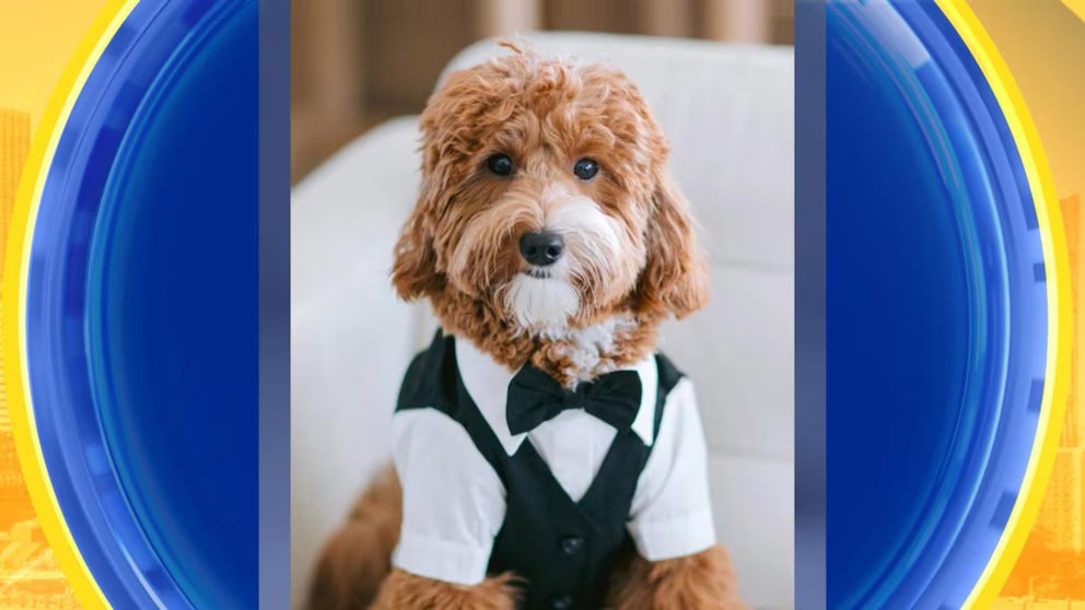 WATCH:  David's Bridal puppy collection