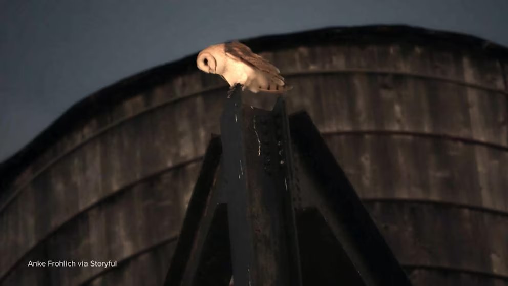 WATCH:  David Muir reports on the beloved barn owls that have made Manhattan home