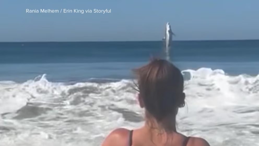 WATCH:  Great white shark leaps out of ocean off California's Marina Beach