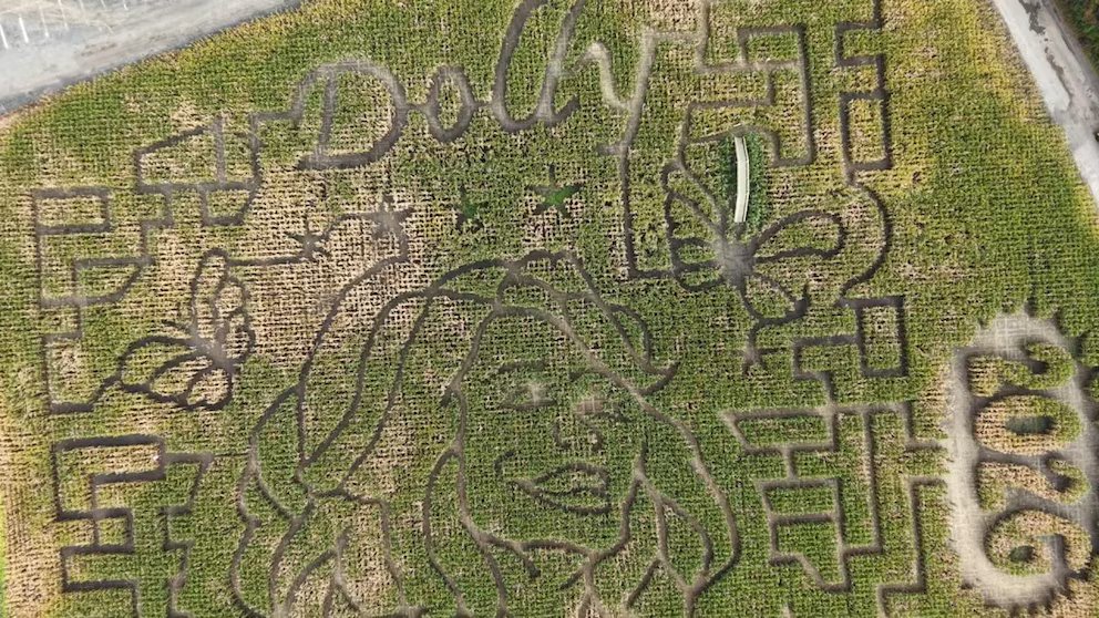 WATCH: American farms honor Dolly Parton with themed corn maze