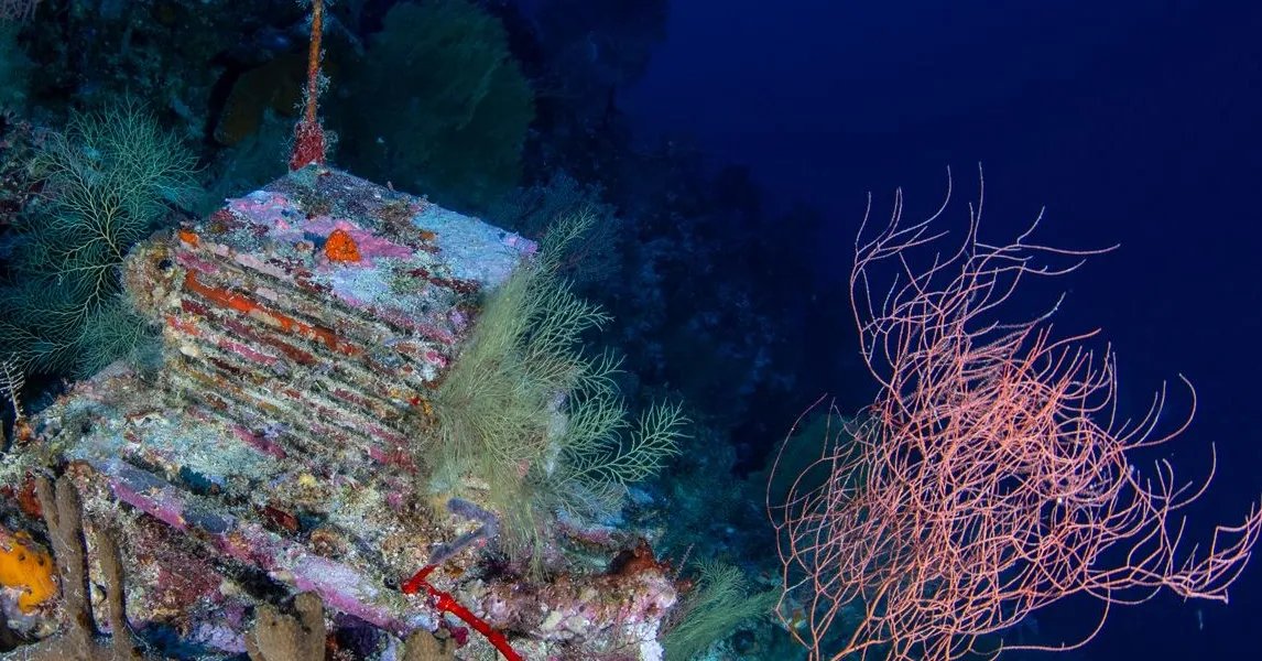 A Decade-Long Experiment Is Unlocking the Mysteries of the Ocean’s ‘Deep Reefs’