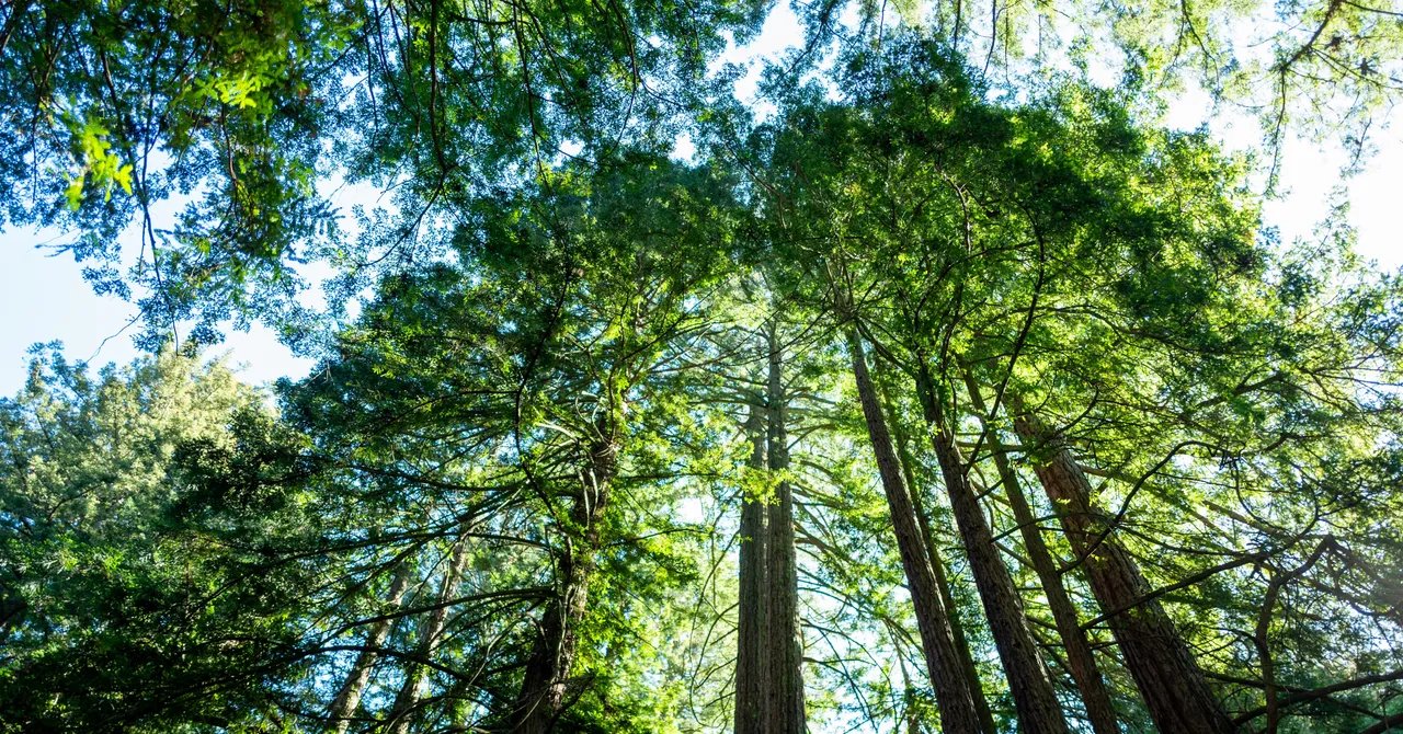 California’s Tallest and Most Iconic Trees Are Getting Heatstroke