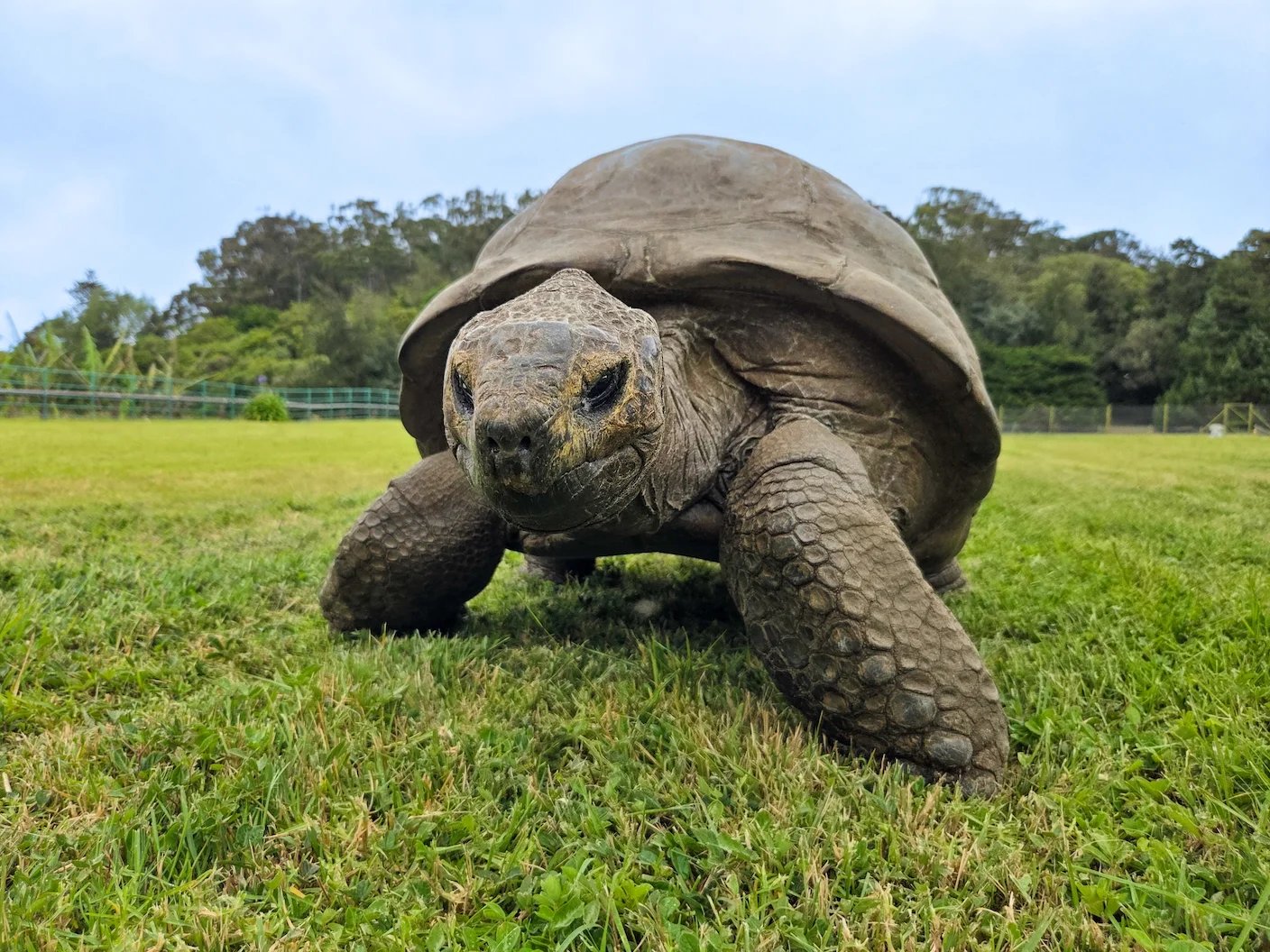 The Oldest Living Land Animal Is 194. DNA May Now Reveal the Secret to His Longevity.