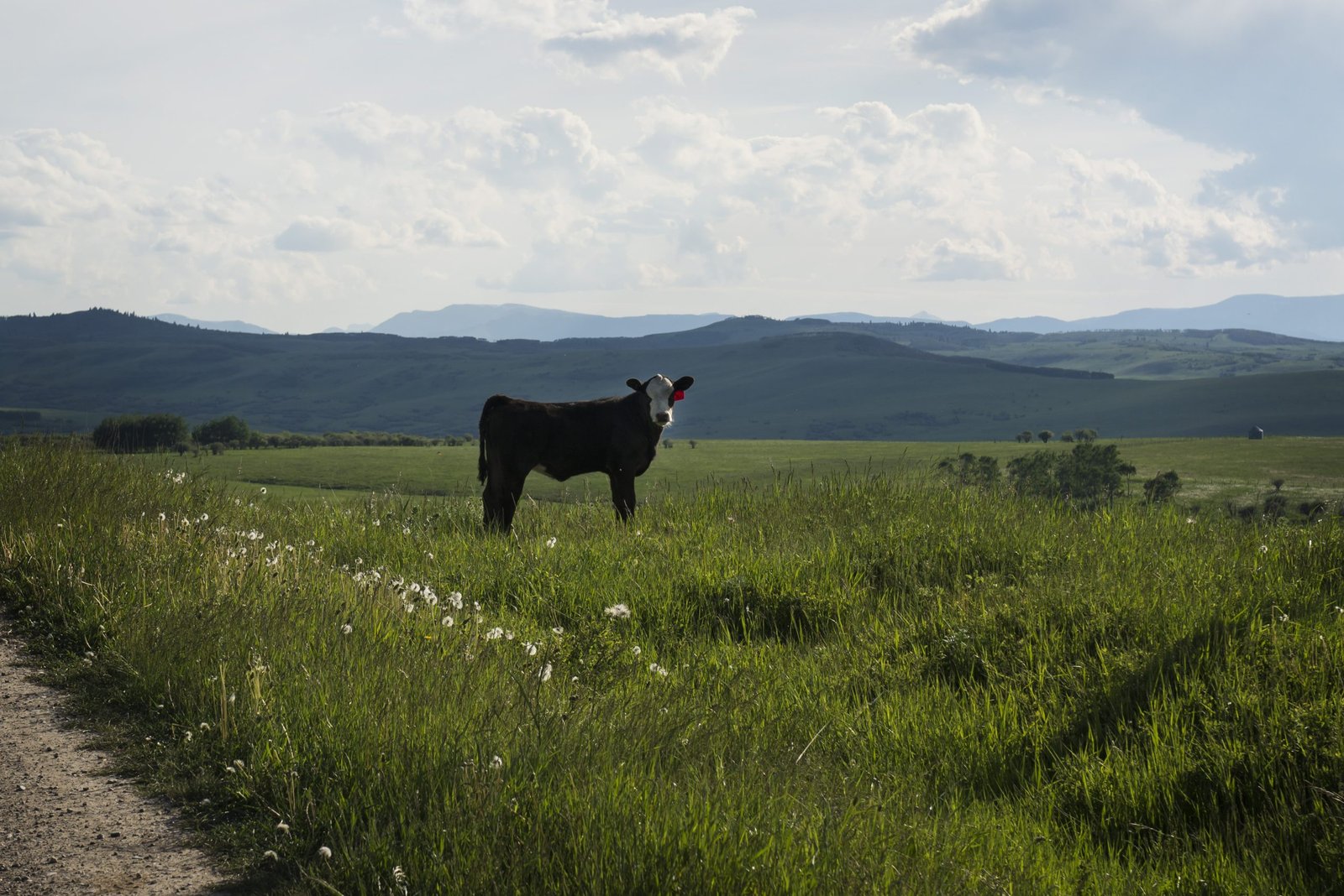 Lobby Wrap: Beef company seeks clarity