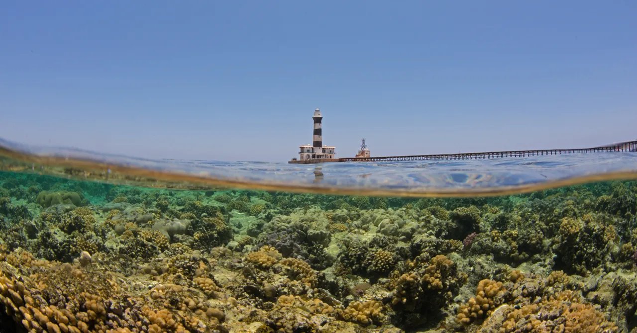 Egypt’s Climate-Resilient ‘Super Corals’ Are Starting to Feel the Heat