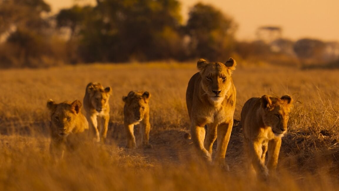 Lions and cheetahs and chimps, oh my: a spotlight on Africa’s diverse wildlife