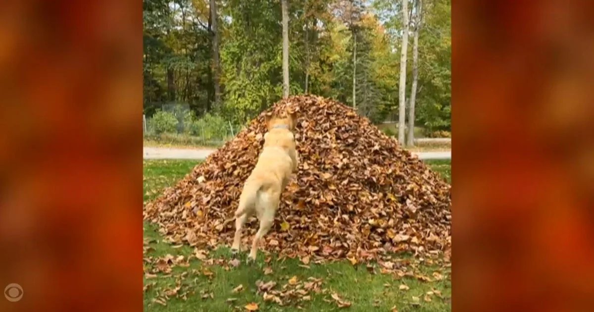 Yellow labs make first leaf pile jump of this fall season