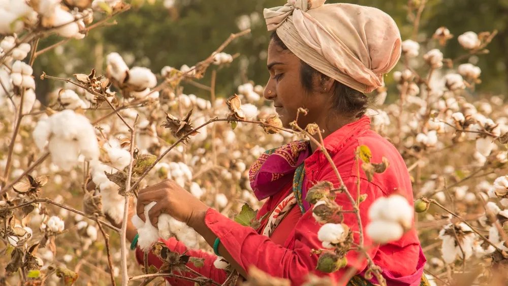 Better Cotton Initiative Becomes a Regenerative Standards System