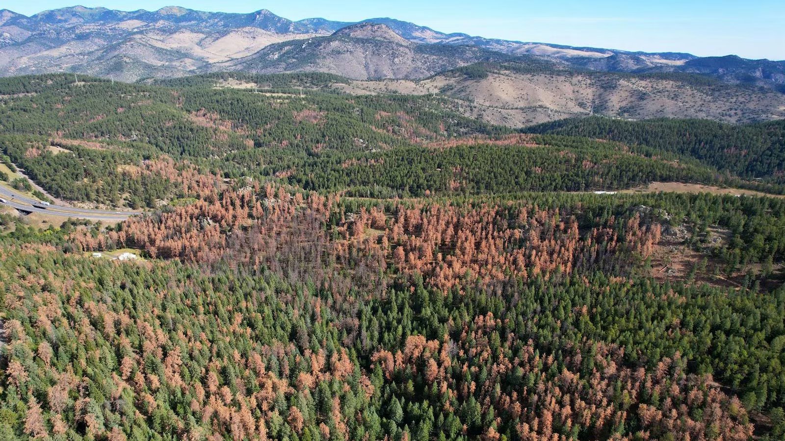 Killer beetles, tinderbox forests: Climate change takes center stage in SCOTUS battle over oil companies