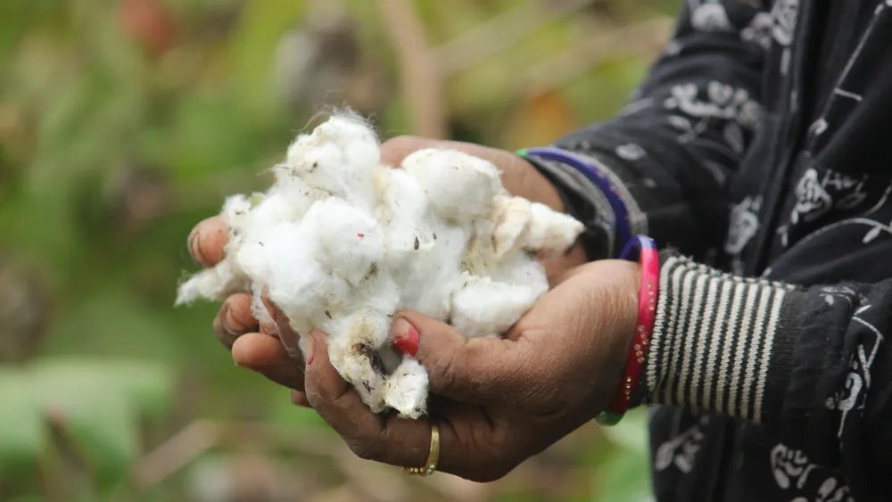 Climate Resilience: Transforming the Global Cotton Supply Chain