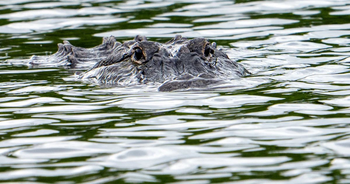 Alligator kills 71-year-old man fishing at pond in Florida