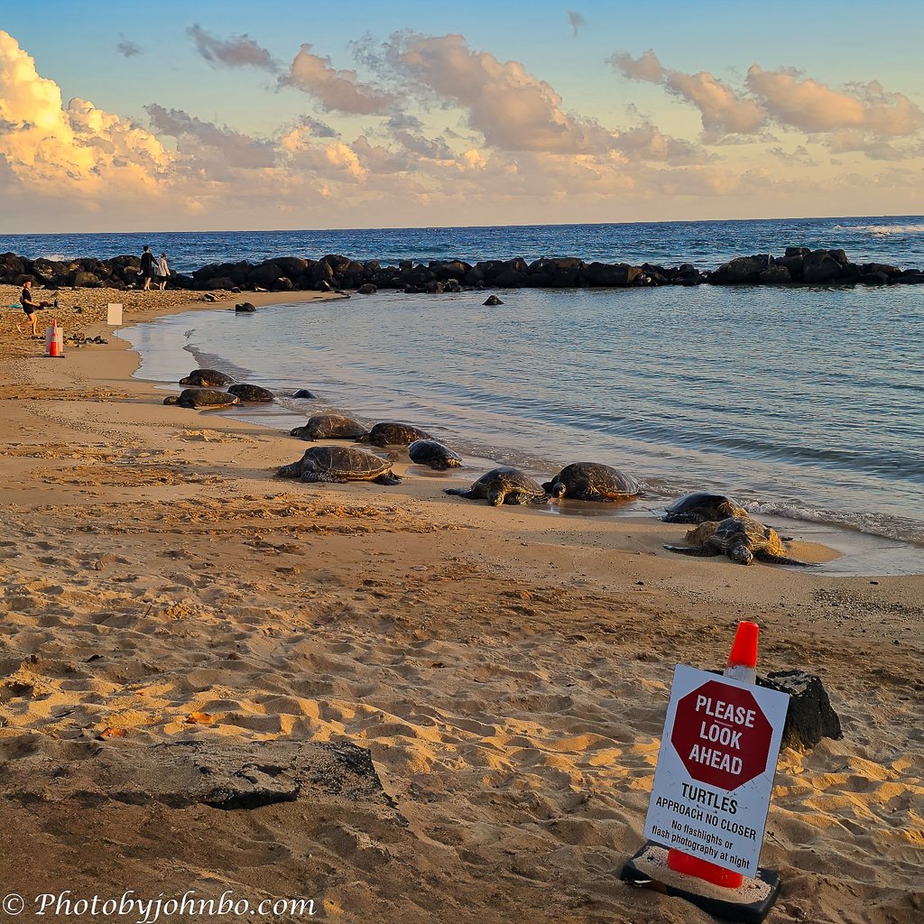 Cellpic Sunday—Where the Honu Gather – Journeys with Johnbo