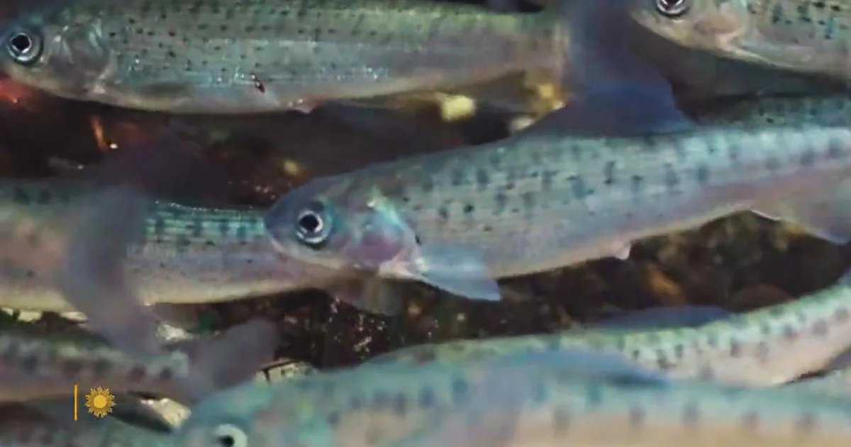 Nature: Arctic grayling in Michigan