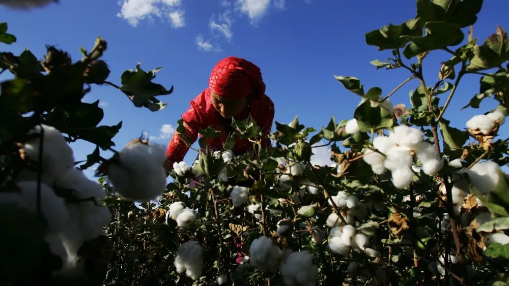 Case Study Outlines Keys to Scaling Organic Cotton Production in Pakistan