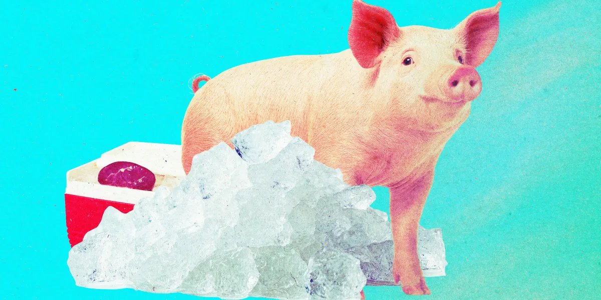 The Download: reviving frozen pig kidneys and boosting nuclear power
