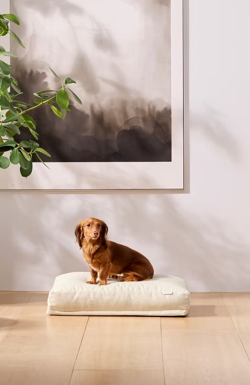 7 Best Orthopedic Dog Beds Made With Natural Materials
