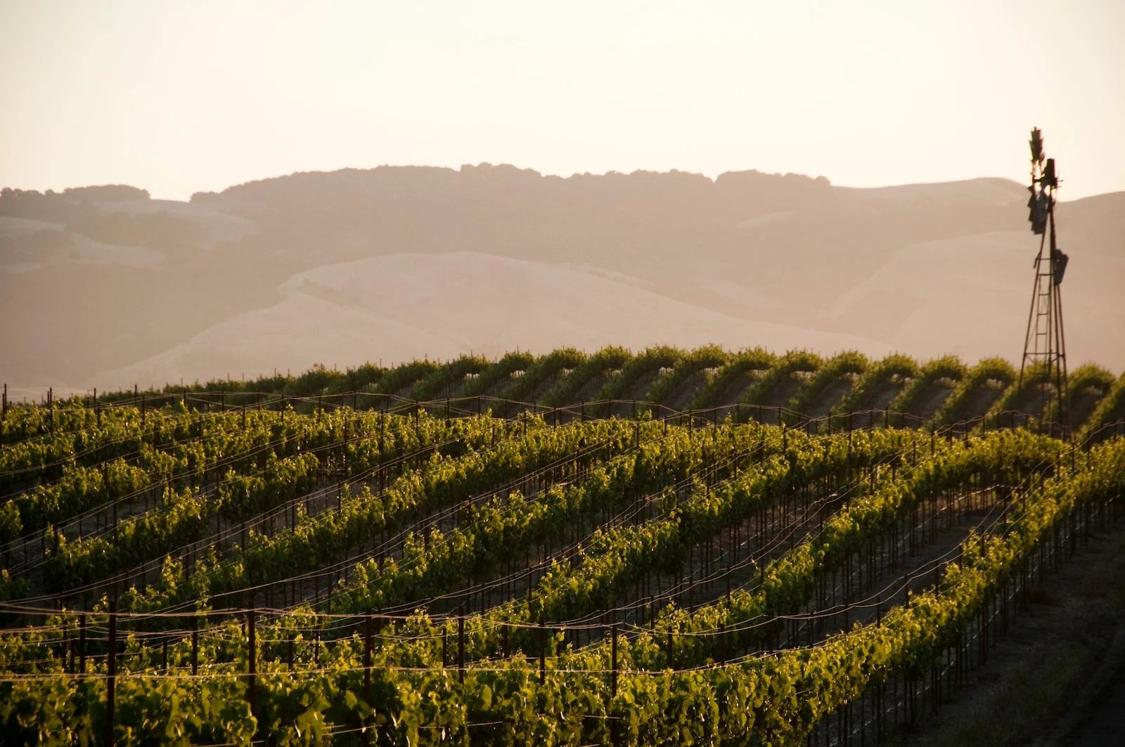 Delta Air Lines will fly your wine home for free