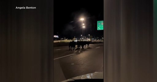 Cows roam Kansas City highway after trailer plunged off Missouri overpass, killing dozens of cattle