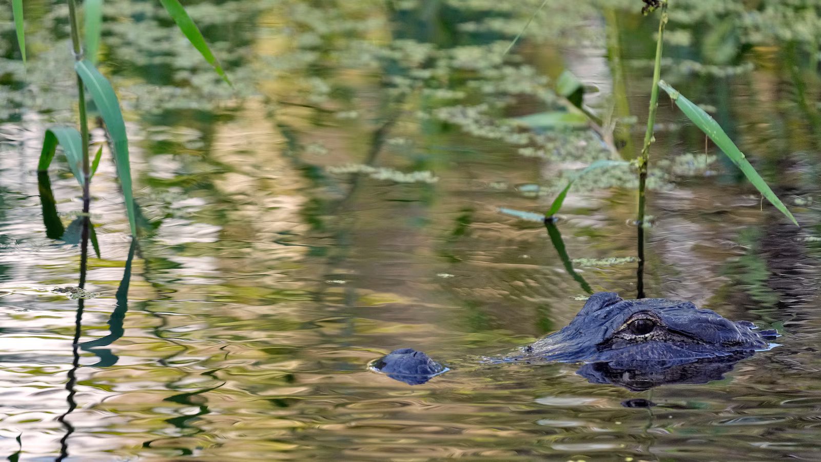 Fisherman, 71, attacked and killed by 12-foot alligator alongside Florida lake
